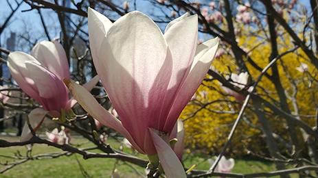 Spring Flower